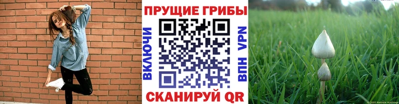 ОМГ ОМГ как зайти  Саки  Псилоцибиновые грибы Psilocybine cubensis  наркота 